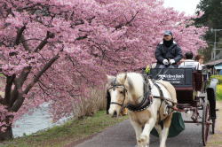 毎年恒例のみなみの桜と菜の花祭り